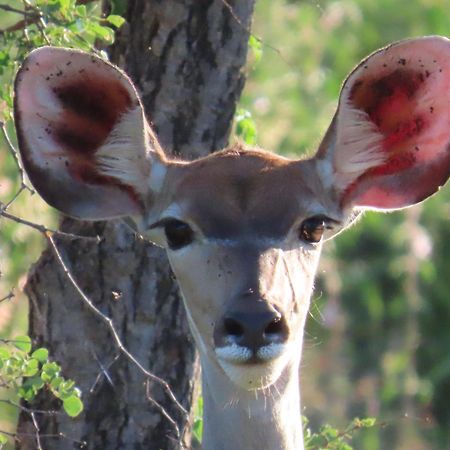 Naledi Lodges Заповедник Балуле Экстерьер фото