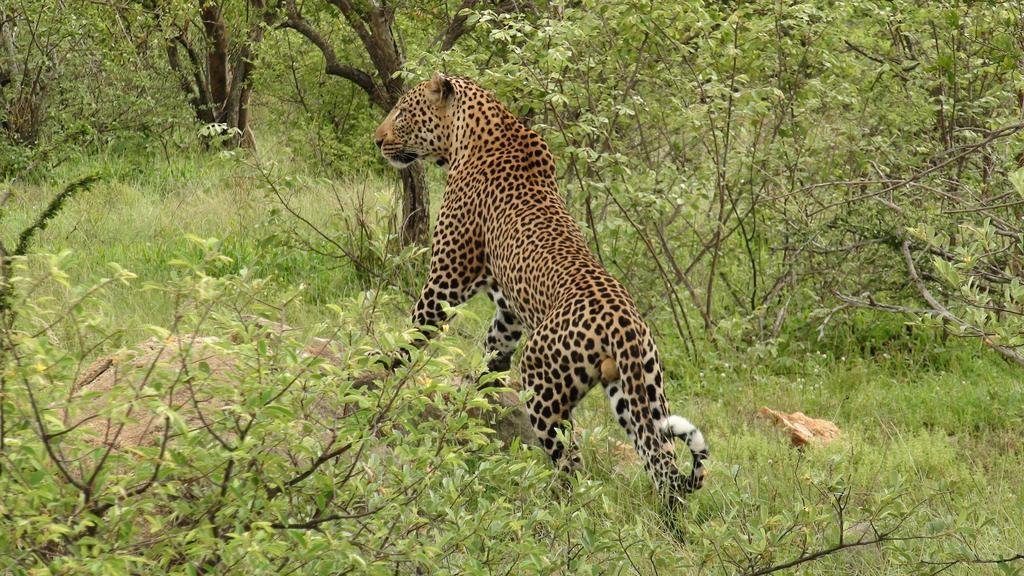 Naledi Lodges Заповедник Балуле Экстерьер фото