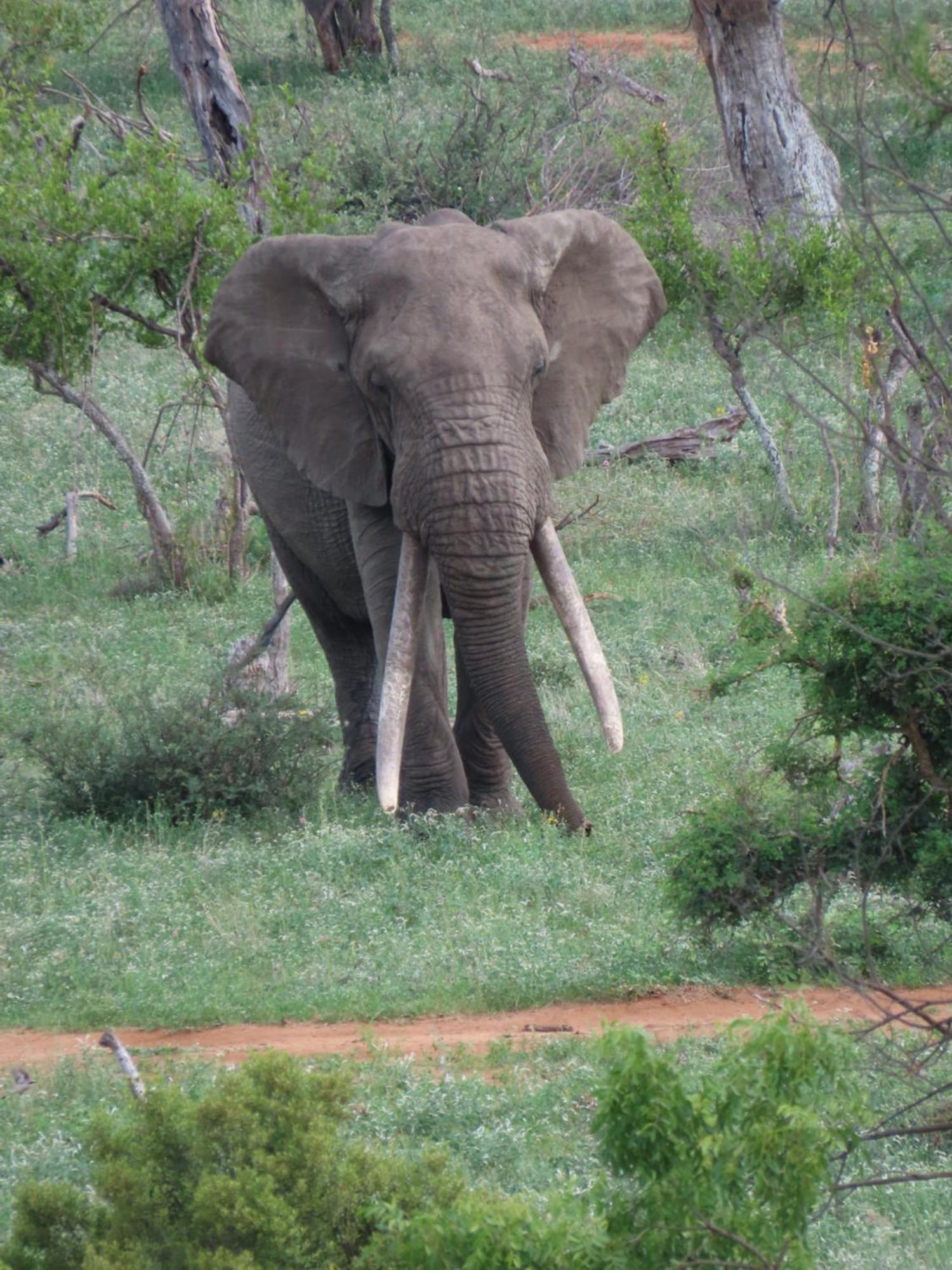 Naledi Lodges Заповедник Балуле Экстерьер фото