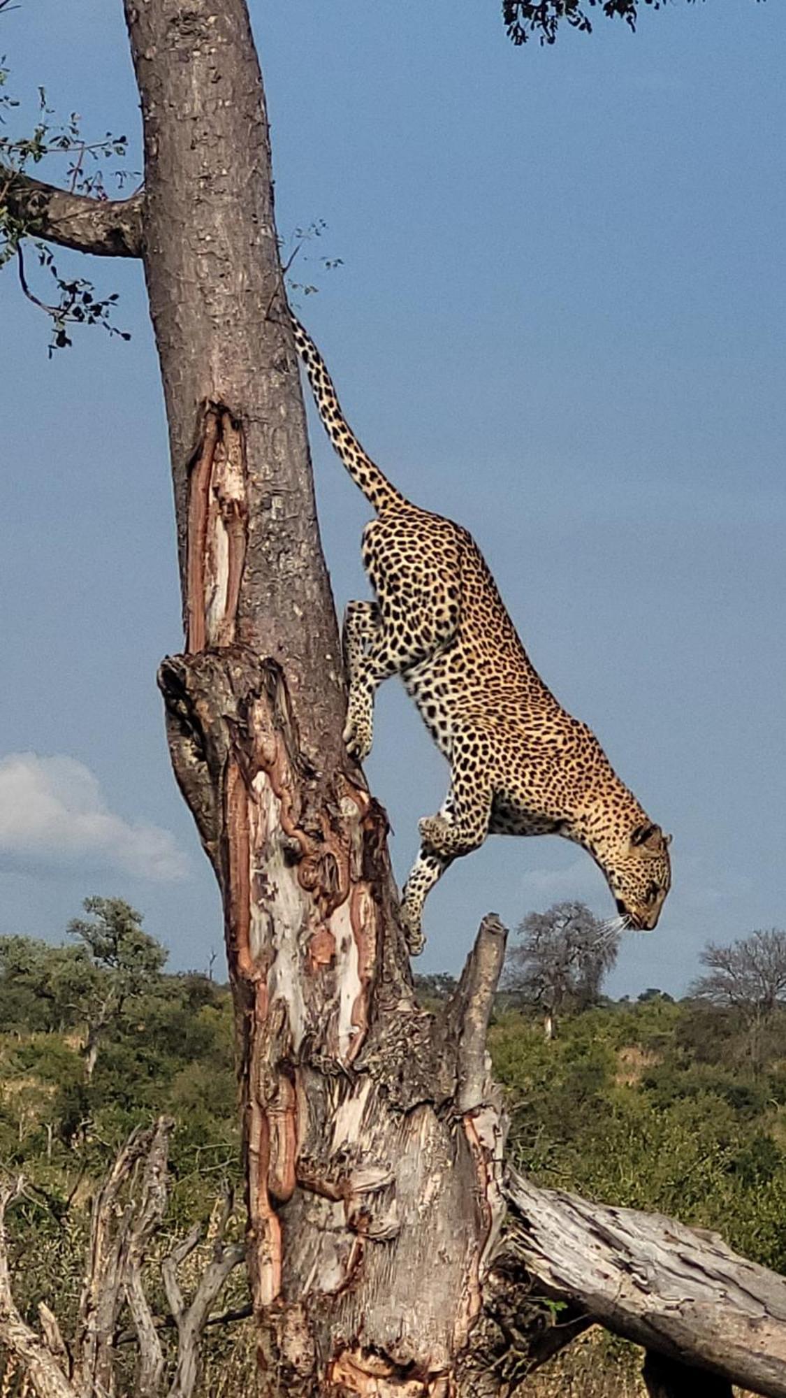 Naledi Lodges Заповедник Балуле Экстерьер фото