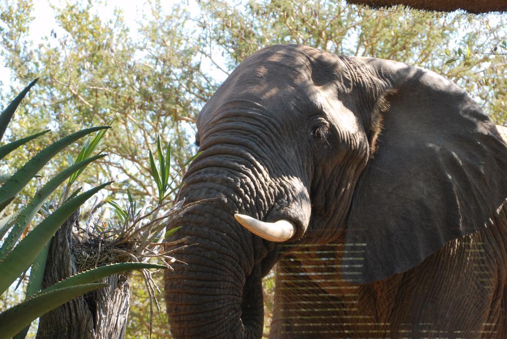 Naledi Lodges Заповедник Балуле Экстерьер фото