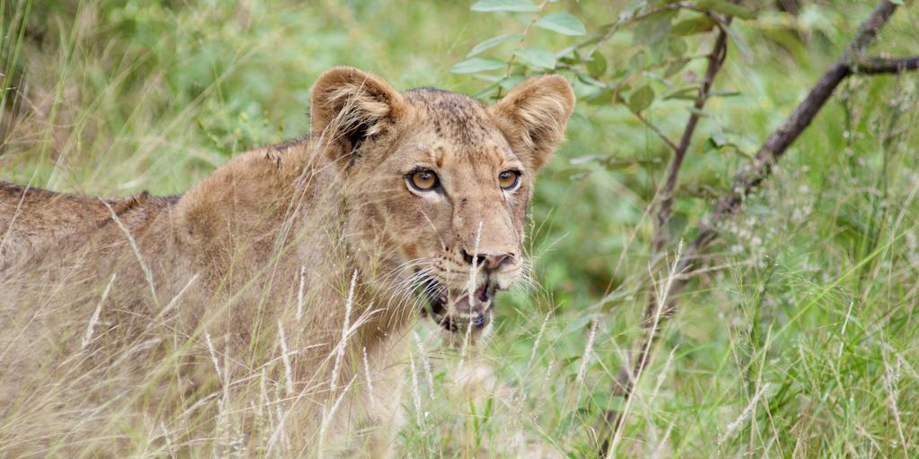 Naledi Lodges Заповедник Балуле Экстерьер фото